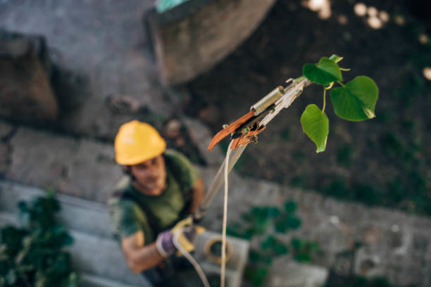 Tree Root Removal in Issaquah, WA